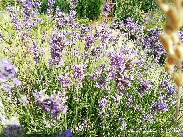 Lavendel - 3.7.2022 !!! Gartenschau - Sonntagsbilder 2022 !!!  Die Temp­eraturen in Nebra steigen heute maximal auf 30 Grad Celsius.
In der Nacht wird mit 15°C die Tiefst­temperatur erreicht.
Die Niederschlags­wahrscheinlichkeit beträgt 0% und die Niederschlags­mengen sind mit 0,0 l/m² berechnet. Zudem liegt die heutige Luft­feuchtigkeit bei 50%.
Sonnen­aufgang ist um 05:02 Uhr, Sonnen­untergang um 21:32 Uhr.
 Der Wind weht mit 8 km/h aus Süd-West. Der Luft­druck liegt bei 1.017 hPa.