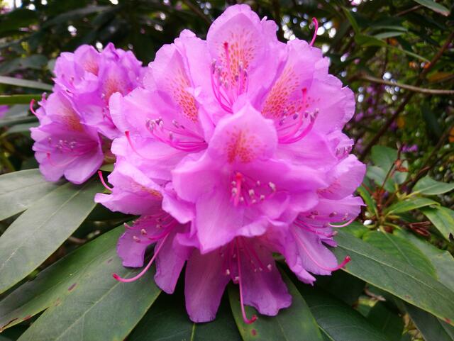 Rhododendronblüte