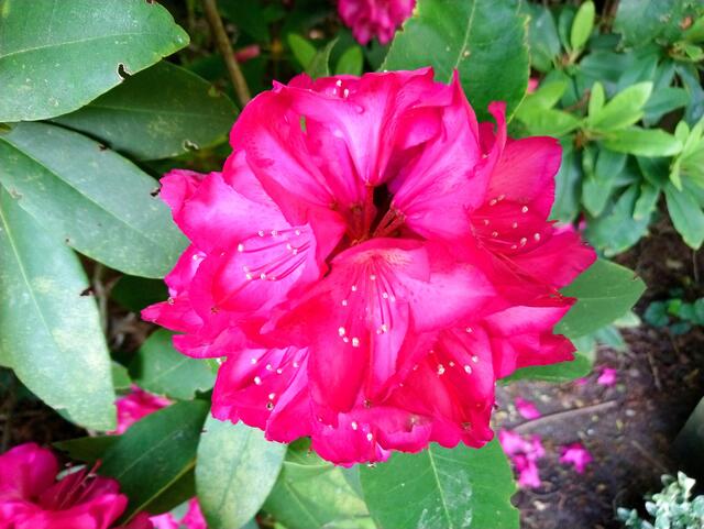 Rhododendronblüte pink