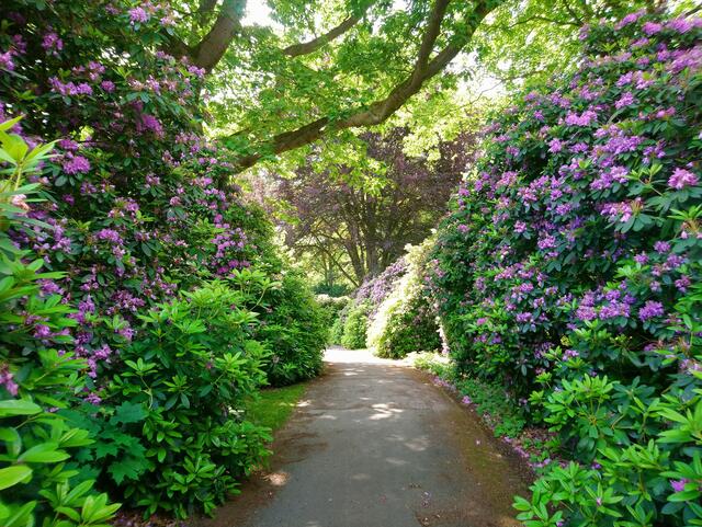 Diese Rhododendren sind über zwei Meter hoch.