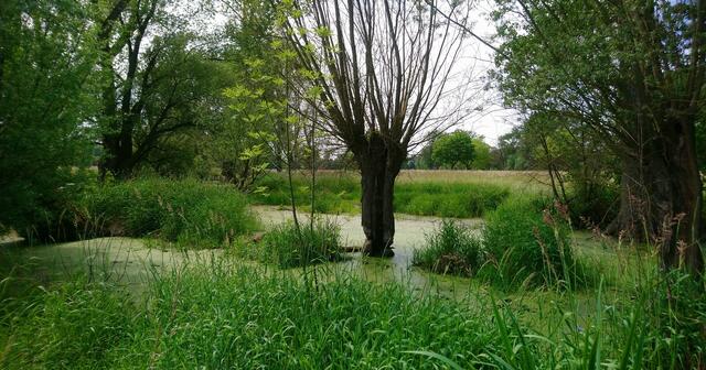 Natur pur