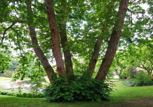Fünfstämmiger Baum