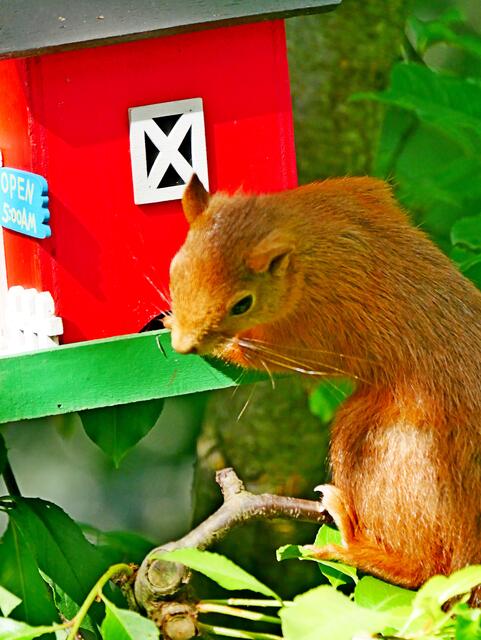 Ja, stimmt, da könnte so mancher Zweibeiner von uns lernen. Also, wenn hier ein richtiges Futerhaus ankommt, dann können wir uns da ja teilen!