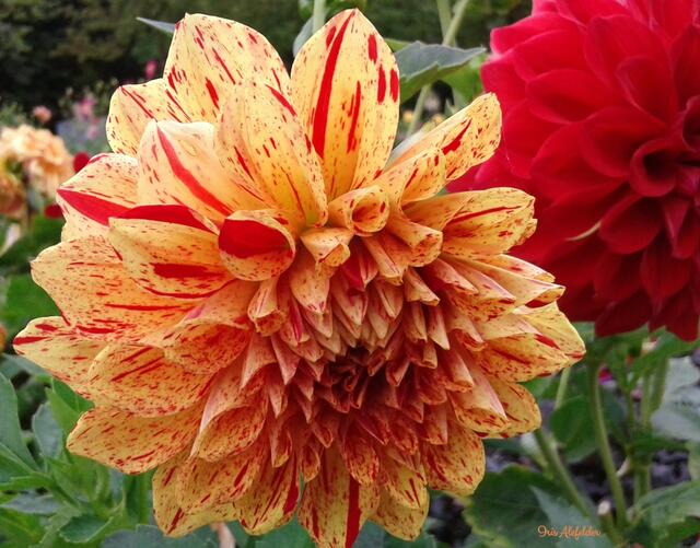 rote Dahlie unscharf