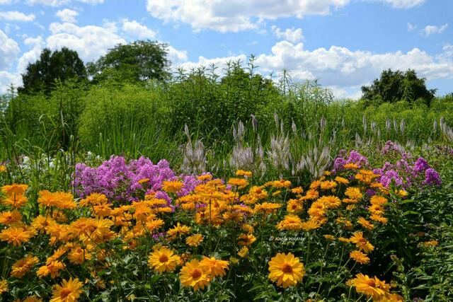 Sommer im Berggarten Herrenhausen - knallbunte Sommerstauden (Foto: Katja Woidtke) | Foto: Katja Woidtke
