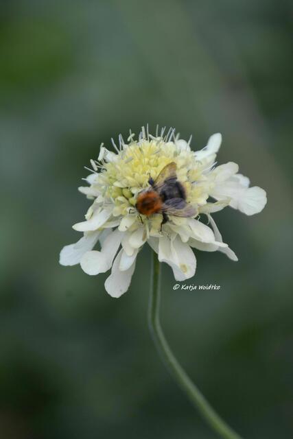 Sommer im Berggarten Herrenhausen - Insektenmagnet Skabiose (Foto: Katja Woidtke) | Foto: Katja Woidtke