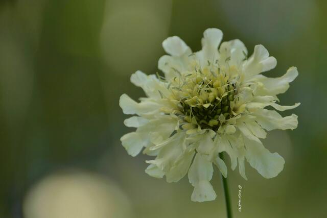 Sommer im Berggarten Herrenhausen - Skabiose im Gegenlicht (Foto: Katja Woidtke) | Foto: Katja Woidtke