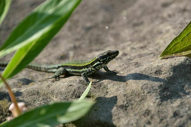 Sommer im Berggarten Herrenhausen - Mauereidechse (Podarcis muralis) (Foto: Katja Woidtke) Mauereidechse bei der Häutung: https://www.myheimat.de/hannover-herrenhausen/natur/es-ist-zum-aus-der-haut-fahren-d3307110.html | Foto: Katja Woidtke