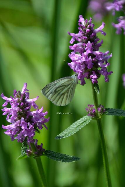 Sommer im Berggarten Herrenhausen - Rapsweißling (Pieris napi) (Foto: Katja Woidtke) | Foto: Katja Woidtke