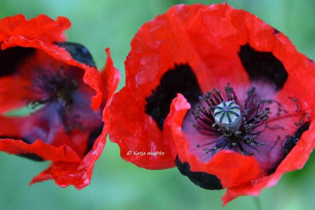 Sommer im Berggarten Herrenhausen - Marienkäfermohn (Papaver commutatum) (Foto: Katja Woidtke) | Foto: Katja Woidtke