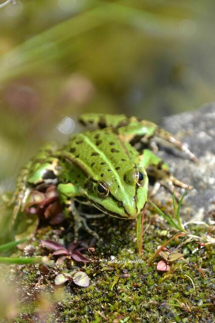 Sommer im Berggarten Herrenhausen - Teichfrosch im Steingarten (Foto: Katja Woidtke) | Foto: Katja Woidtke