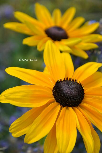 Sommer im Berggarten Herrenhausen - Sonnenhut (Rudbeckia) (Foto: Katja Woidtke) | Foto: Katja Woidtke