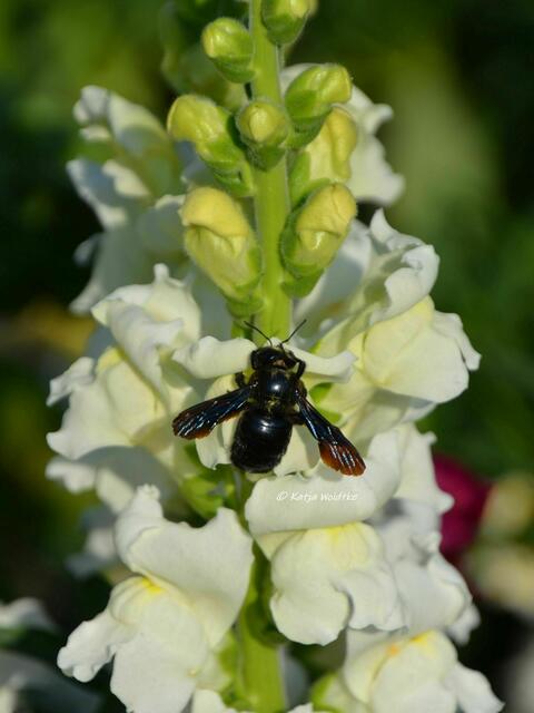 Sommer im Berggarten Herrenhausen - Blaue Holzbiene (Xylocopa violacea) Mehr zum dicken Brummer erfahrt ihr hier: https://www.myheimat.de/langenhagen/natur/dicker-brummer-blaue-holzbiene-xylocopa-violacea-d3292507.html (Foto: Katja Woidtke) | Foto: Katja Woidtke