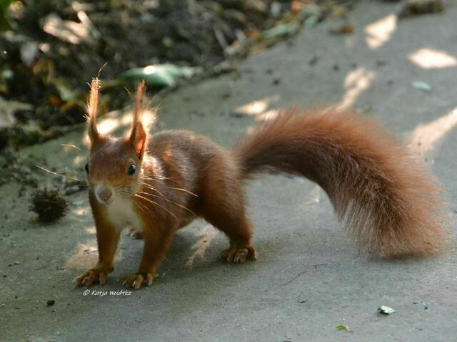 Sommer im Berggarten Herrenhausen - Eichhörnchen (Sciurus) "Haste mal ne Nuss?" (Foto: Katja Woidtke) | Foto: Katja Woidtke