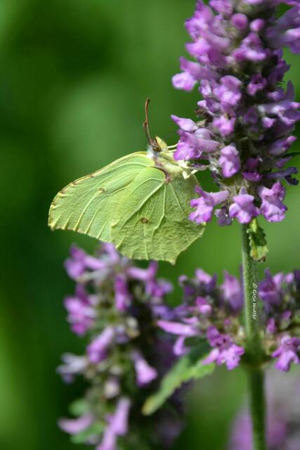 Sommer im Berggarten Herrenhausen - Zitronenfalter (Gonepteryx rhamni) (Foto: Katja Woidtke) | Foto: Katja Woidtke