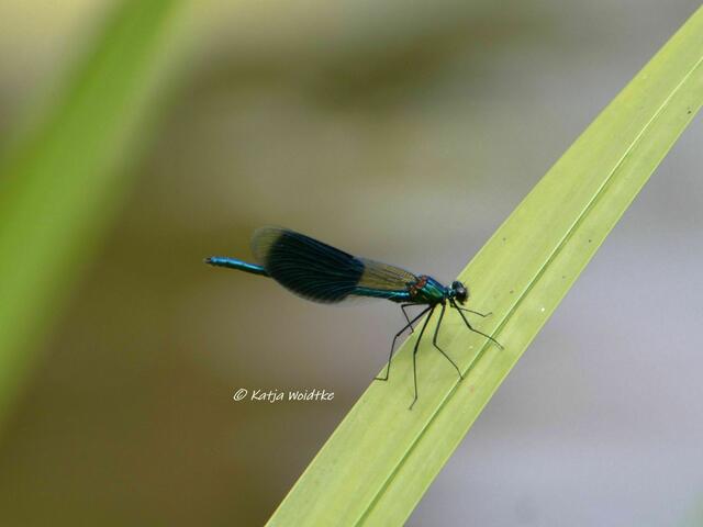 Sommer im Berggarten Herrenhausen - Männchen der Gebänderten Prachtlibelle (Calopteryx splendens) (Foto: Katja Woidtke) | Foto: Katja Woidtke