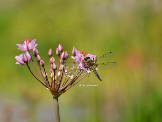 Sommer im Berggarten Herrenhausen - Vierfleck (Libellula quadrimaculata) auf der Blüte einer Schwanenblume (Foto: Katja Woidtke) | Foto: Katja Woidtke