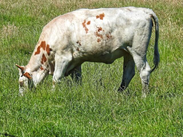 Das ist der Bulle Boris. Nein, er liefert heuer nichts! Aber der Fotograf denkt an wohlschmeckende Steaks, Filets, Rouladen und Schinken!