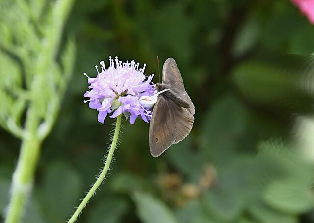 dann sehe ich das Drama:  aus dem Hinterhalt kamen plötzlich.............