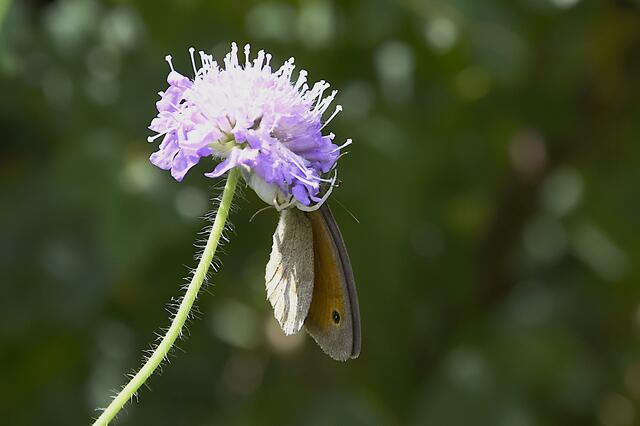 ........gesichert und verspeist..............Kreislauf der Natur: Fressen und gefressen werden