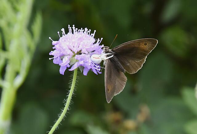 ...weiße Fangarme geschnellt und greifen zu............
