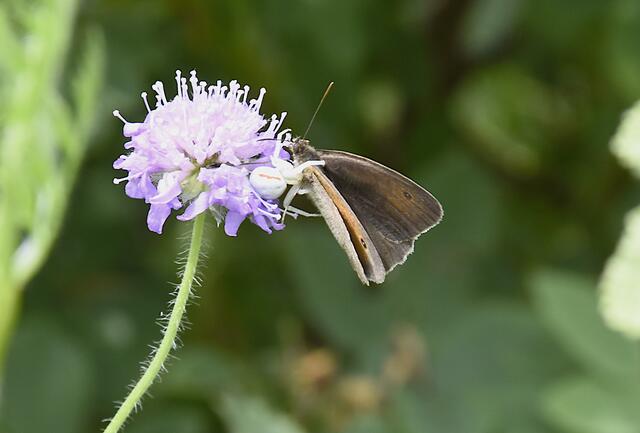 .....keine Chance für den Falter..........