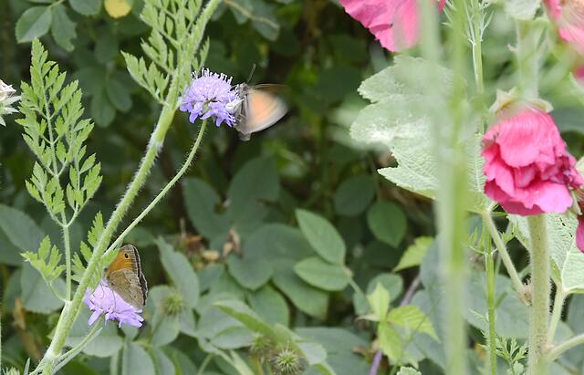 an der obere Blüte: heftiges Geflatter