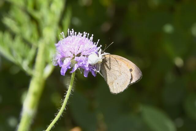 .....betäubt wird er zusammengeklappt......