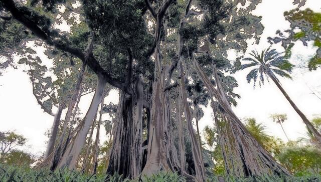 Susanne 1 Punkt - Puerto de la Cruz