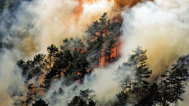 Waldbrand durch Trockenheit und Hitze.