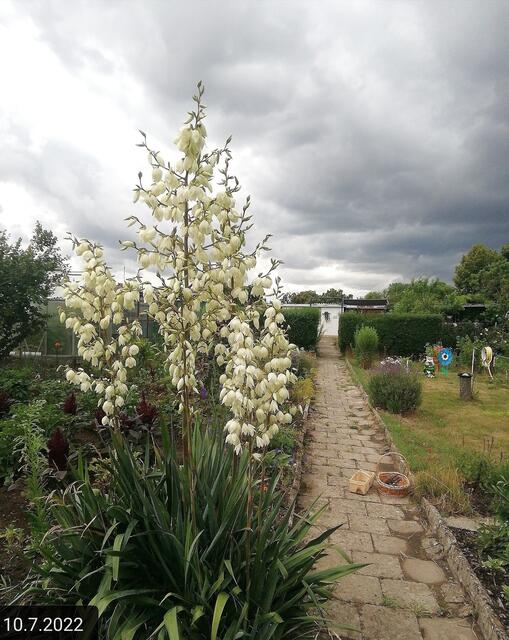 10.7.2022 !!! Gartenschau - Sonntagsbilder 2022 !!!  Temperaturen: Früh 5h07 13,1 Grad / 10:19 14,9° plus / 13:24 17,8° plus | Foto: MW-FotoNebra