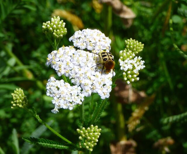 "Pinselchen" war auch wieder zu besuch.