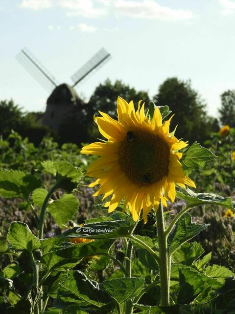 Mühlenmontag - Blick auf die Patentmühle Söhlde über ein Sonnenblumenfeld (Foto: Katja Woidtke) | Foto: Katja Woidtke