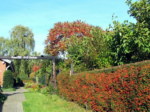 Bezauberd schöne Beerenhecke von September bis zum Frühling. Hier bedienen die Vögel sich gern