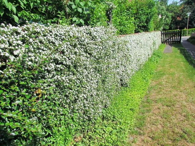 Blühende, duftende Cotoneaster- Hecke im April/Mai