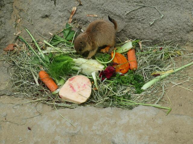 Eine große Mahlzeit für den Kleinen.