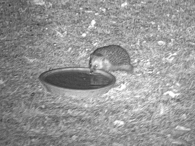 Igel "Fritz" musste zuerst mal wieder seinen riesigen Durst stillen!