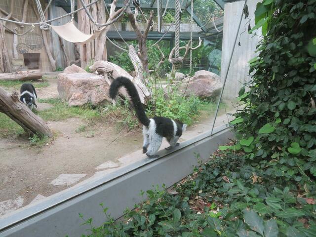 Die waren sehr lebhaft.