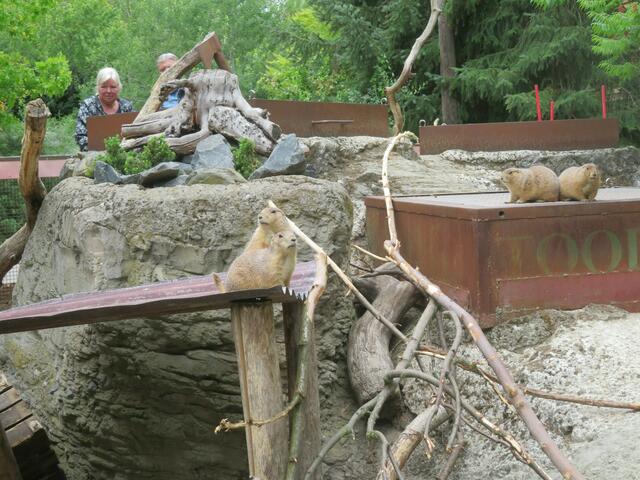 Präriehunde immer gern gesehen