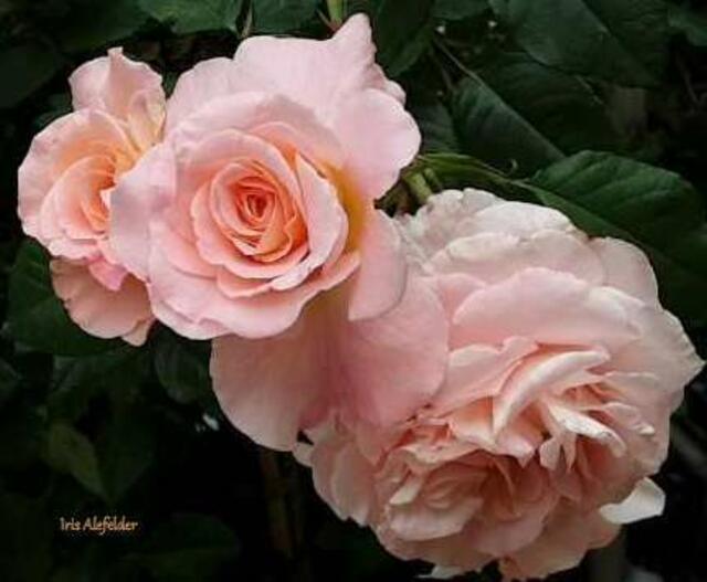 Amadeus