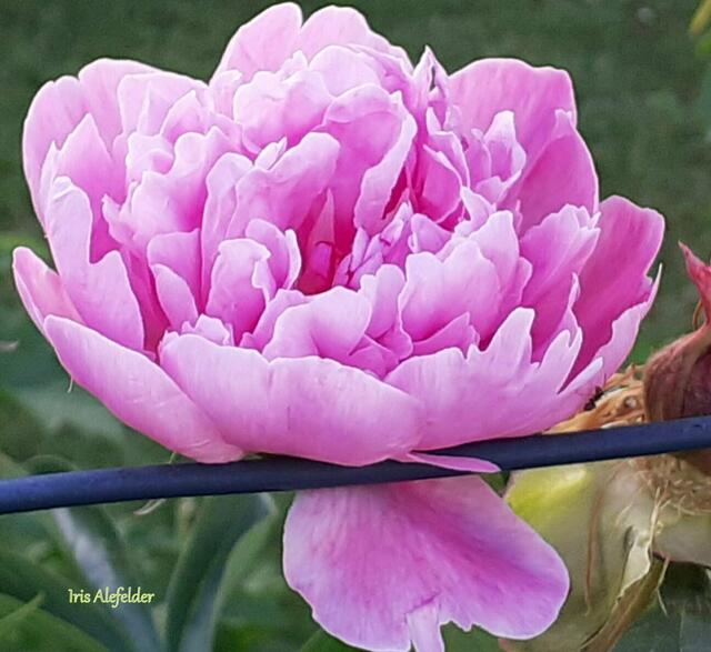Amadeus