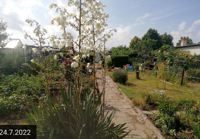 24.7.2022 !!! Gartenschau - Sonntagsbilder 2022 !!! Temperaturen: Temperaturen: Früh 5h 24 13,6 Grad / 11:01h 25,9° plus / 13:21h 28,9° plus | Foto: MW-FotoNebra