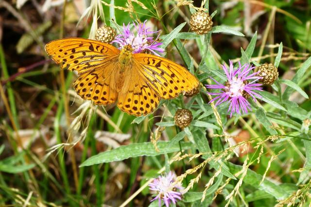 Kaisermantel (Argynnis paphia) männlich.
