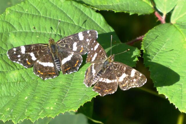 Landkärtchen der Sommergeneration (Araschnia levana prorsa).