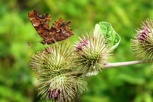 C-Falter (Polygonia c-album).