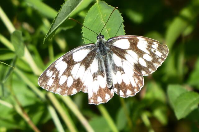 Schachbrettfalter (Melanargia galathea).