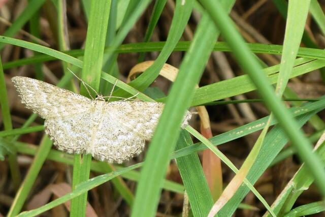 Marmorierter Kleinspanner (Scopula immorata).