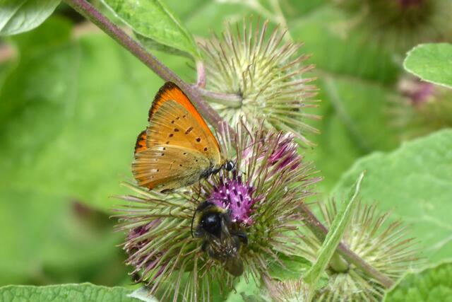 Dukatenfalter (Lycaena virgaureae).