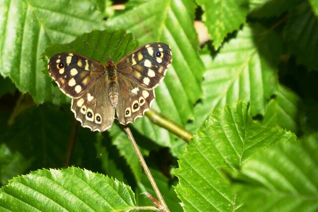 Waldbrettspiel (Pararge aegeria) weiblich.
