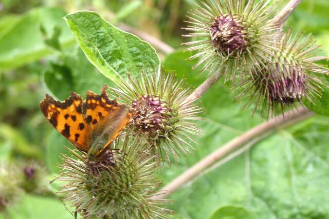 C-Falter (Polygonia c-album).
